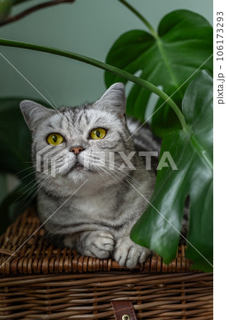 Cute silver tabby british shorthair cat Cute silver tabby british shorthair cat 106173293