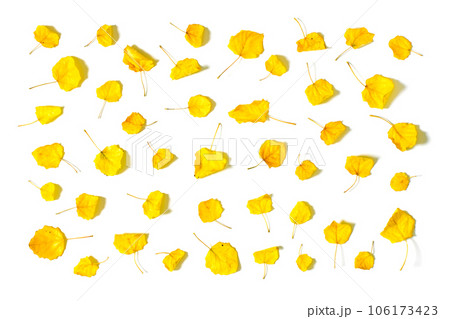 Dry yellow aspen leaves isolated on white background. Flat design autumn set leaves on white background fall autumn pattern design element. Fall design leaves pattern background thanksgiving. Top view Dry yellow aspen leaves isolated on white background. Flat design autumn set leaves on white background fall autumn pattern design element. Fall design leaves pattern background thanksgiving. Top view 106173423