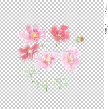 波斯菊花 106173627