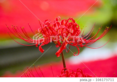満開の彼岸花(豊田市逢妻女川) 満開の彼岸花(豊田市逢妻女川) 106173711