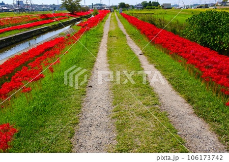 満開の彼岸花(豊田市逢妻女川) 満開の彼岸花(豊田市逢妻女川) 106173742