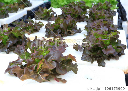 Red oak lettuce row growing on white foam box of hydroponic system. 106173900