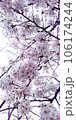 桜01 106174244