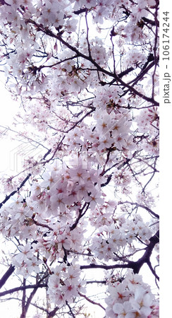 桜01 106174244