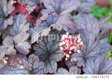 ピンクのヒューケラの花 106174270