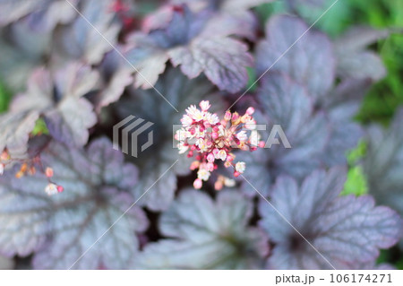 ピンクのヒューケラの花 ピンクのヒューケラの花 106174271