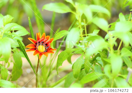オレンジ色のガザニアの花 オレンジ色のガザニアの花 106174272