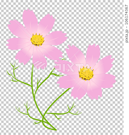 波斯菊花矢量 #02 106174367