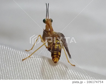 カマキリによく似た、カゲロウの仲間のヒメカマキリモドキ。 カマキリによく似た、カゲロウの仲間のヒメカマキリモドキ。 106174754