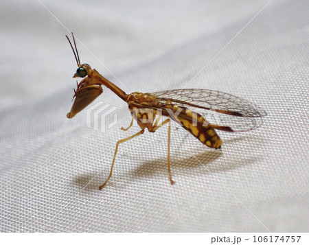 カマキリによく似た、カゲロウの仲間のヒメカマキリモドキ。 106174757
