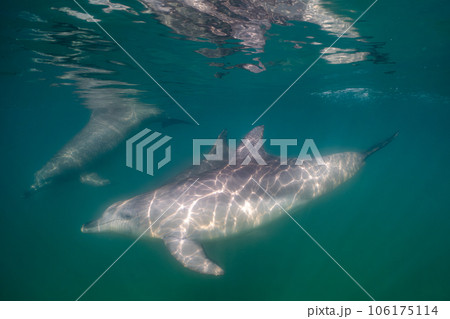 野生のイルカ 能登島004 野生のイルカ 能登島004 106175114