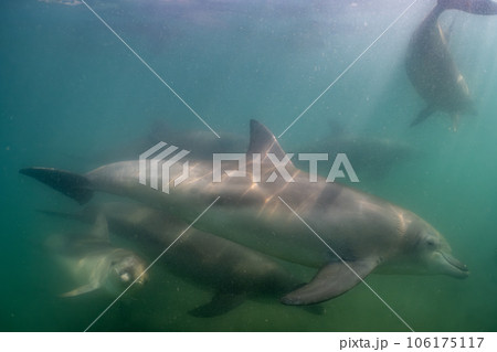 野生のイルカ 能登島007 野生のイルカ 能登島007 106175117