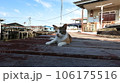 日陰でくつろぐ猫 日陰でくつろぐ猫 106175516