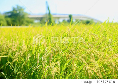 収穫間近の稲穂 収穫間近の稲穂 106175610