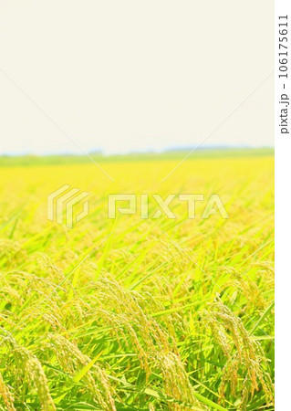 収穫間近の稲穂 106175611