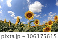 青空に咲き誇るひまわり 青空に咲き誇るひまわり 106175615