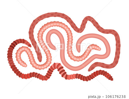 Curled crawlling earthworms isolated on white background. Vector illustration. 106176238