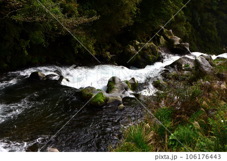 芝川 芝川 106176443