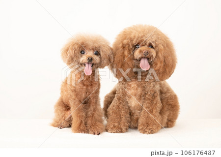 微笑むトイプードルのチロルとマロン 106176487