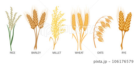 Cereals set. Wheat, rye, oats, rice, barley, millet, spikelets. Harvest, agriculture. Illustration, vector Cereals set. Wheat, rye, oats, rice, barley, millet, spikelets. Harvest, agriculture. Illustration, vector 106176579