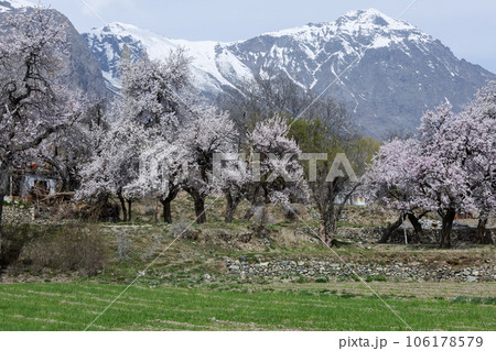 Passu is a small village. Located in the Hunza upper Gojal Valley of Gilgit Baltistan in northern Pakistan. Passu is a small village. Located in the Hunza upper Gojal Valley of Gilgit Baltistan in northern Pakistan. 106178579