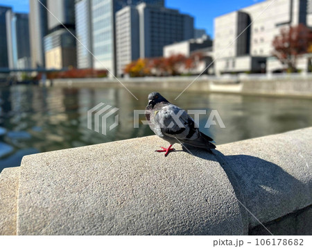 大阪・中之島と鳩 106178682
