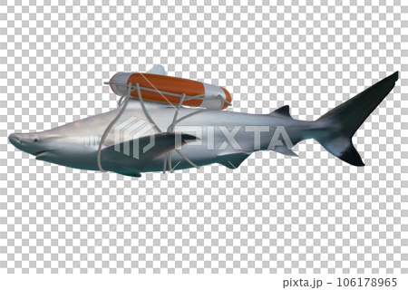 Image of a swimming white shark, predator of the sea with lifebuoy Image of a swimming white shark, predator of the sea with lifebuoy 106178965