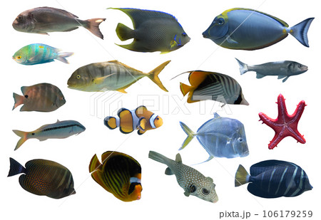 Image of aquarium tropical fish they swim together Image of aquarium tropical fish they swim together 106179259