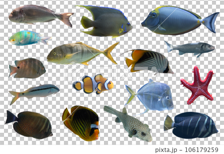 Image of aquarium tropical fish they swim together Image of aquarium tropical fish they swim together 106179259