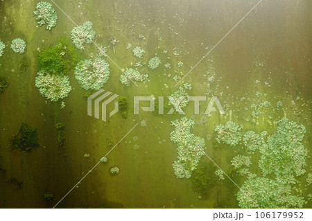 background, texture - surface covered with lichens and moss 106179952