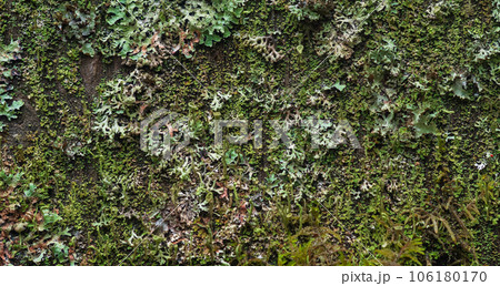 background, texture - surface completely covered with lichens and moss background, texture - surface completely covered with lichens and moss 106180170