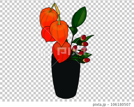 Hozuki planted in a pot (with main lines) 106180507