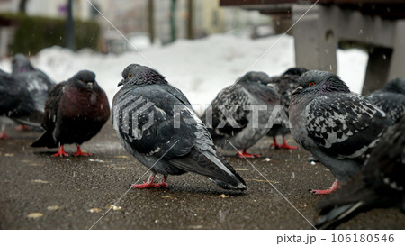 Snow is falling on a group of pigeons at a park during winter. The concept of winter, wildlife, and the impact of snow on animals. 106180546