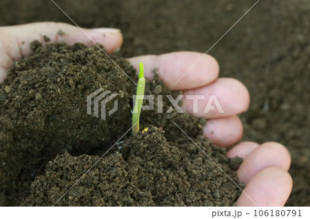 Corn seedlings hand full of soil 106180791