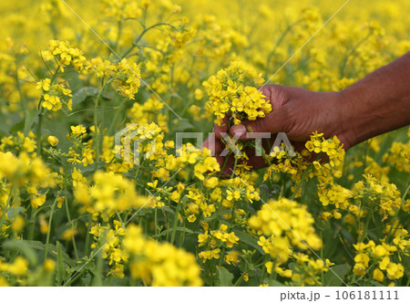 Mustard field Mustard field 106181111
