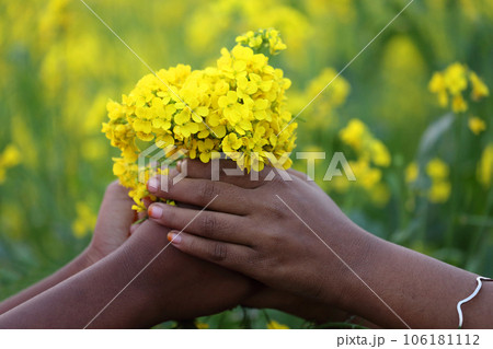 Hands holding bunch of mustard flowers 106181112