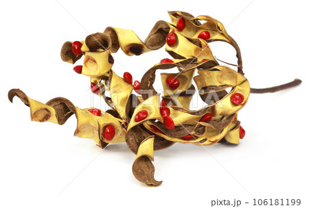 Sandalwood Seeds with dried bean Sandalwood Seeds with dried bean 106181199