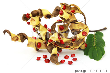 Sandalwood Seeds with dried bean and green leaves Sandalwood Seeds with dried bean and green leaves 106181201