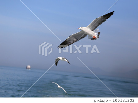 Flying seagulls 106181202