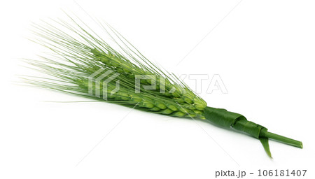 Green wheat 106181407