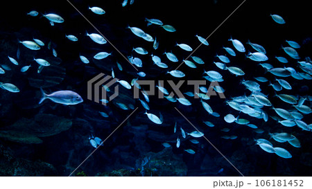 School of fishes swimming on dark sea botton in a cave. Abstract underwater background or backdrop School of fishes swimming on dark sea botton in a cave. Abstract underwater background or backdrop 106181452