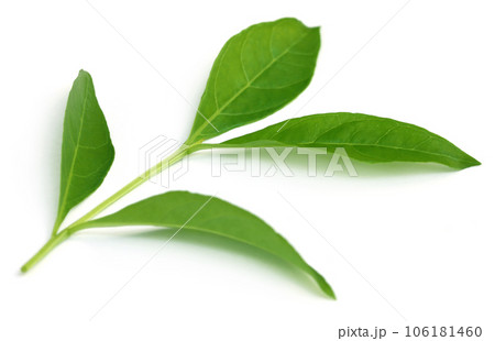 Henna leaves 106181460