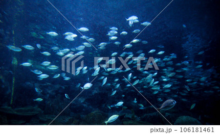 Stingray, sharks and fishes swimming in big aquarium. Abstract underwater background or backdrop 106181461