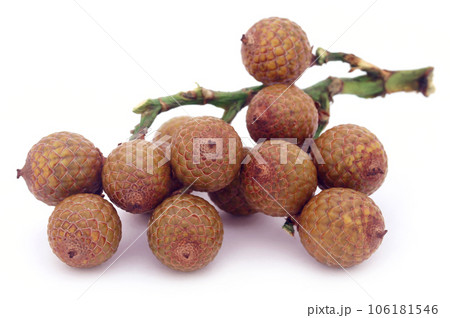 Tropical Calamus palm fruits 106181546