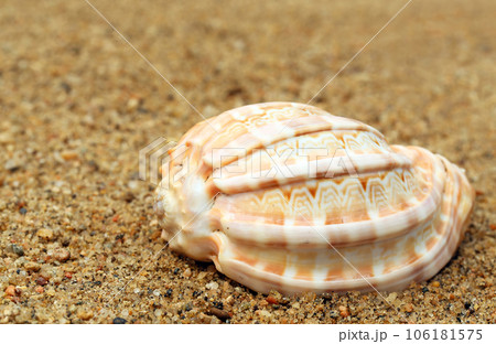 Snail shell in a sea beach Snail shell in a sea beach 106181575