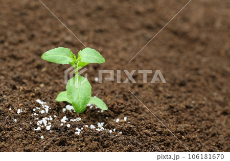 Holy basil plant in fertile soil with chemical fertilizer Holy basil plant in fertile soil with chemical fertilizer 106181670