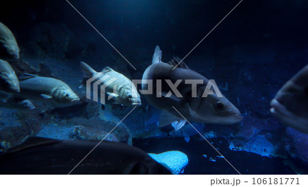 School of big fishes swimming slowly on dark sea bottom. Abstract underwater background or backdrop. School of big fishes swimming slowly on dark sea bottom. Abstract underwater background or backdrop. 106181771