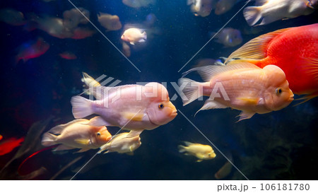 Beautiful view on tropical pink and red fishes with big heads swimming underwater. Abstract underwater background or backdrop 106181780