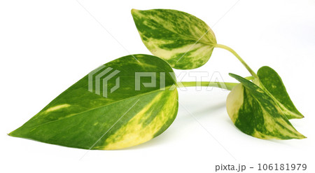 Epipremnum aureum or Money plant 106181979