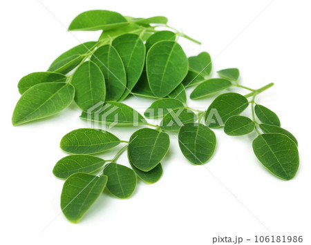 Moringa leaves Moringa leaves 106181986